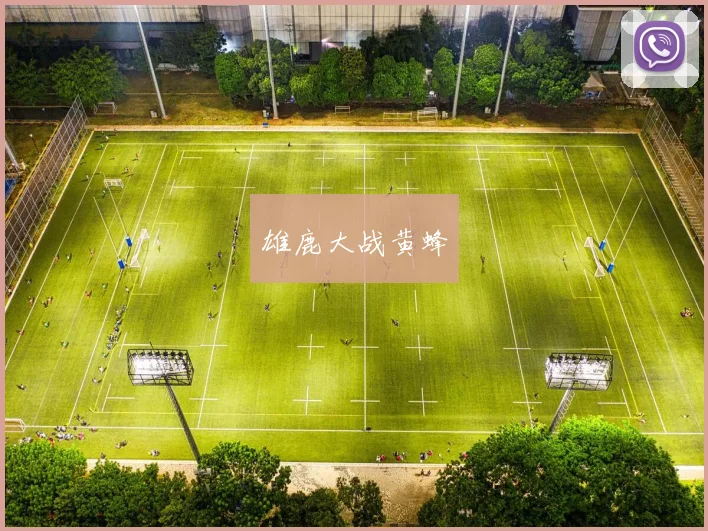 雄鹿大战黄蜂